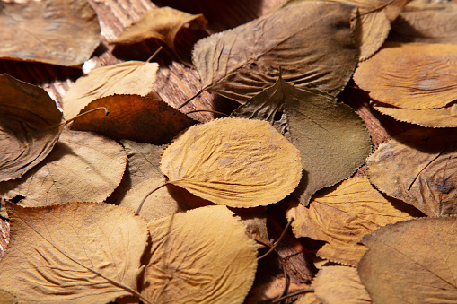 pile of dried leaves