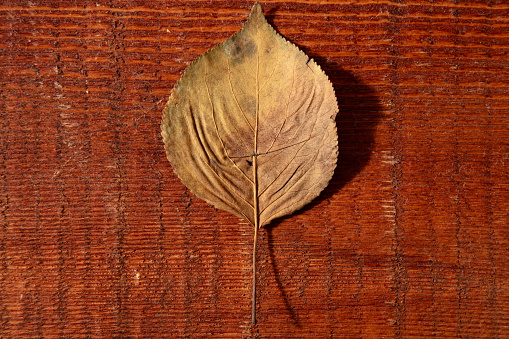 dried single leaf