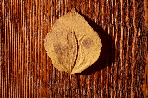 dried single leaf