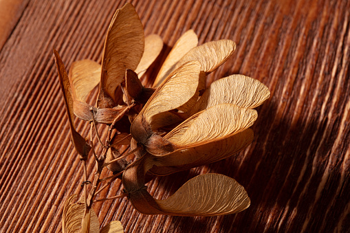 Dried leaves of the flower. finished flowering. brown branch