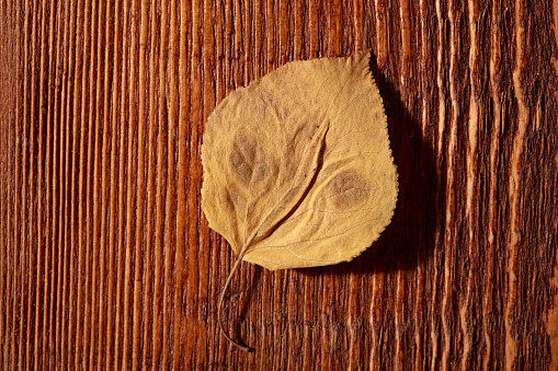 dried single leaf