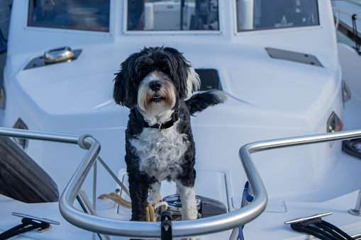 Portuguese Water dog standing on the bow of a boat