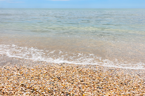 hundreds of thousands of shells on the seashore in summer
