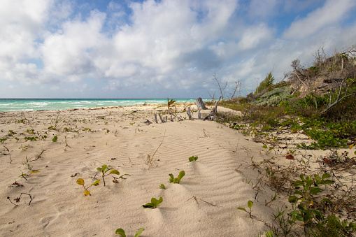 Sand and plants at Gold Rock Beach in the Bahamas