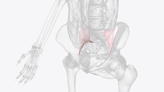 Anterior sacroiliac ligament (ASL) is comprised of many thin strands and forms from a thickened part of the anterior joint capsule