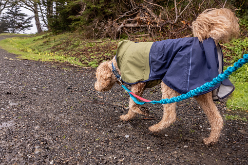 Walking a Goldendoodle in the light rain through a wooded area with a dirt and paved footpath.