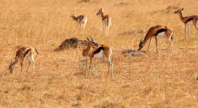 Herd Of Thomson's Gazelle In Masai Mara, Kenya - Wide Shot