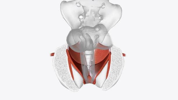 istock Anal Canal Anatomy of Muscular System 1993320846