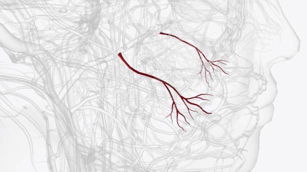 istock The buccal artery (buccinator artery) is a small artery in the head 1993324116