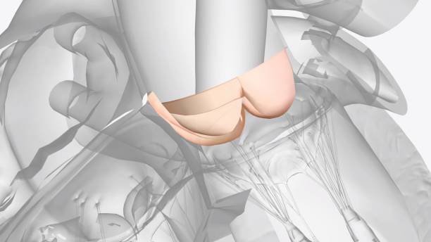 istock Aortic lymph stasis that resulted from lymphatic ligation promotes the development of atherosclerotic lesion 1993330505