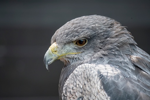 A Chilean Blue `Eagle. Also known as the Black-Chested Buzzard-Eagle, the Chilean Blue Eagle is a South American bird of prey from the Buteo genus.