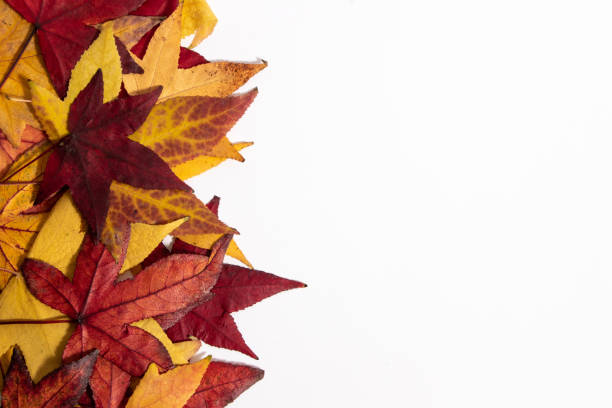 istock Colorful autumn leaves on a white background. Flat lay. 1993334431