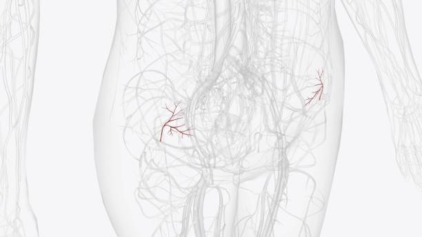 istock Ascending branch of deep circumflex iliac artery 1993336613