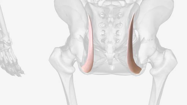 istock Long posterior sacroiliac ligament 1993339890
