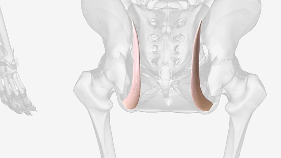 Long posterior sacroiliac ligament 3d medical