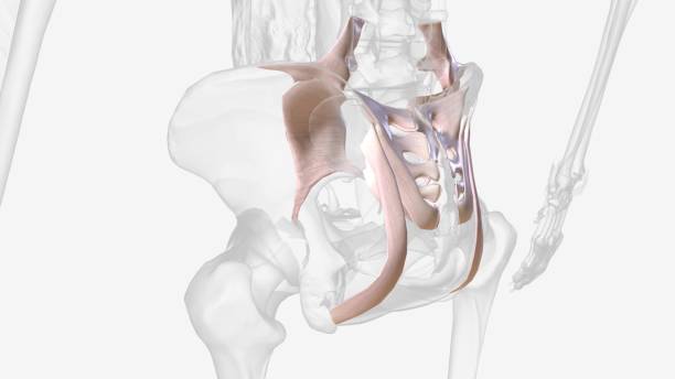 więzadło krzyżowo-biodrowe międzykostne · łączy zewnętrzną powierzchnię kości krzyżowej (trójkątna część dolnego odcinka kręgosłupa) z wewnętrzną powierzchnią kości biodrowej (kości biodrowej) - hip femur ilium pelvis zdjęcia i obrazy z banku zdjęć