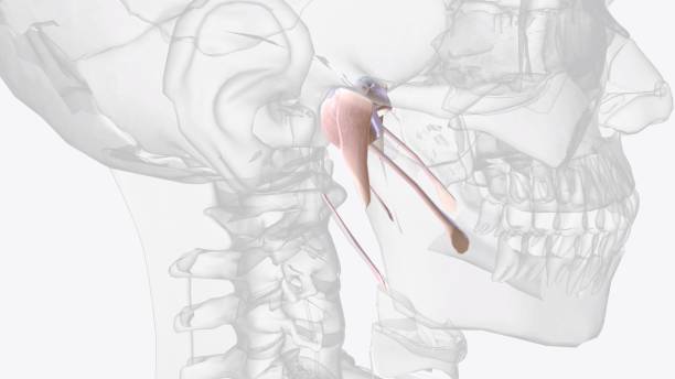 istock Connective tissue of jaw 1993345165