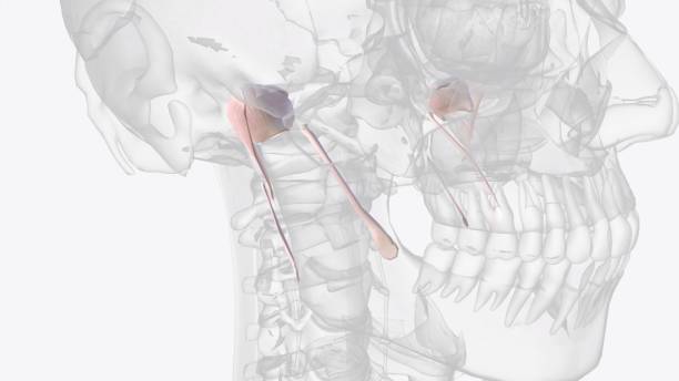 istock Connective tissue of jaw 1993347459