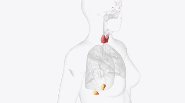 istock The endocrine system is made up of organs called glands 1993350148