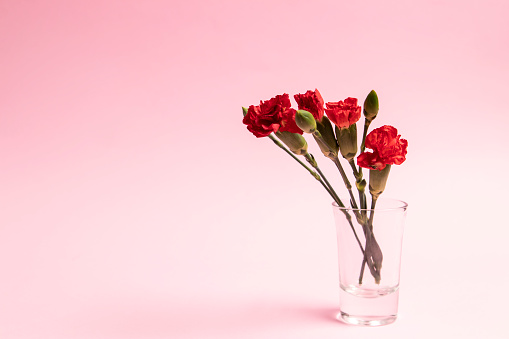 Red carnations in a shot glass on a pink background