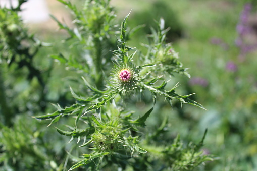 photo of a thistle flower bud. It is a prickly plant. The stem and foliage are green.