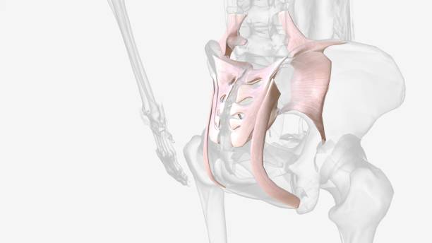 interosseous sacroiliac ligament · connects the outer surface of the sacrum (triangular part of the lower spine) to the inner surface ilium (hip bone) - hip femur ilium pelvis zdjęcia i obrazy z banku zdjęć