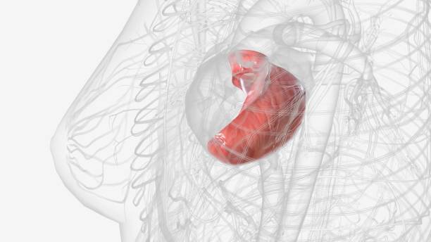 istock Left ventricle and papillary muscles 1993358750