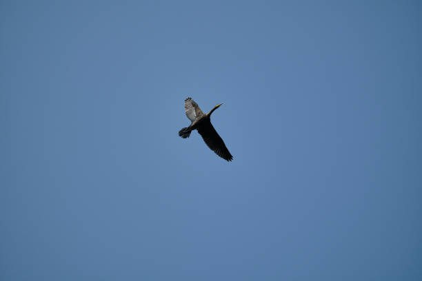 istock great cormorant flying over the trees on the curonian spit. 1993361923