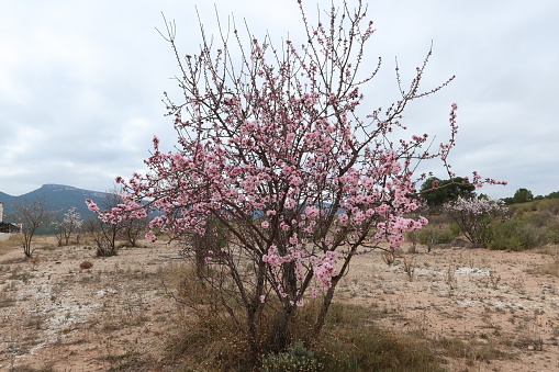 Castalla, Alicante, Spain, January 31, 2024: Almond tree in bloom in the fields of Castalla, Alicante, Spain