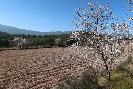 Castalla, Alicante, Spain, February 7, 2024: Almond tree in bloom next to a tilled field
