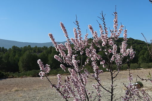 Castalla, Alicante, Spain, February 7, 2024: Almond blossoms next to a tilled field