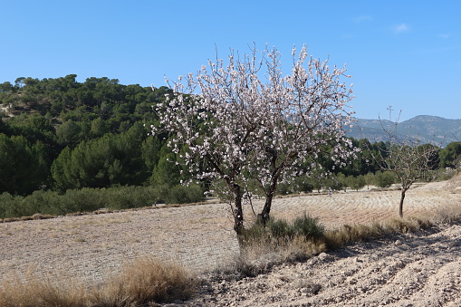 Castalla, Alicante, Spain, February 7, 2024: Beautiful almond tree in bloom next to a tilled field