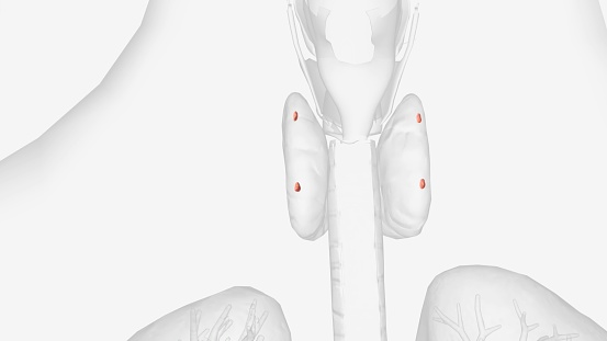 The parathyroid glands lie behind the thyroid.