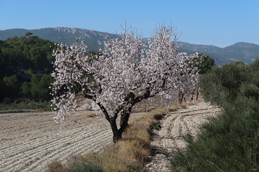 Close-up of ripening almond (Prunus dulcis) fruit growing in clusters on a central California orchard.