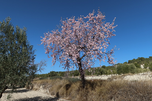 Castalla, Alicante, Spain, February 7, 2024: Almond tree with flowers in a tilled field of Alicante