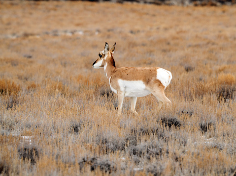 Pronghorn Antelope in East Central Idaho.