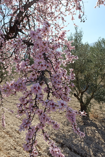 Castalla, Alicante, Spain, February 7, 2024: Almond tree with a multitude of flowers in a field in Spain