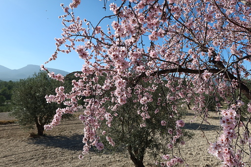 Castalla, Alicante, Spain, February 7, 2024: Almond tree branch with a multitude of flowers in a field in Spain