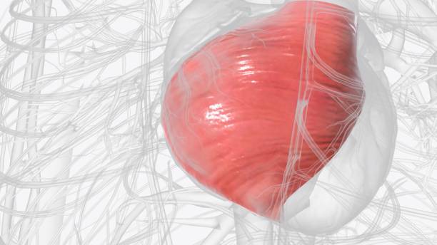 istock Right ventricle and papillary muscles 1993375423