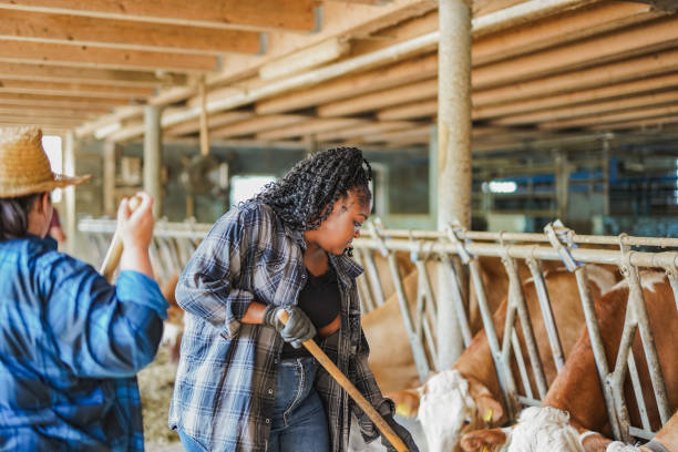 istock Multiracial women working together inside the stable with cows - Agriculture concept 1993382328