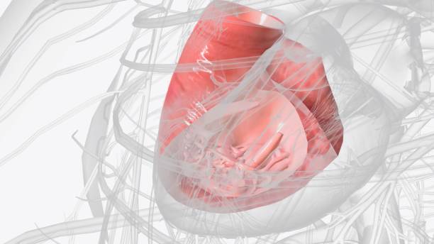 istock Right ventricle and papillary muscles 1993385493