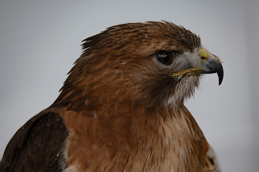 A medium-sized bird of prey found across Europe and Asia.