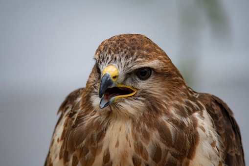 A medium-sized bird of prey found across Europe and Asia.