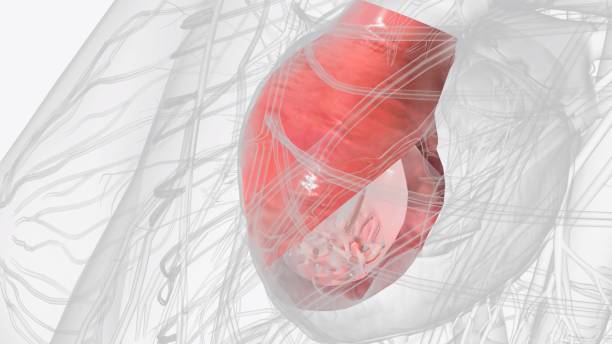istock Right ventricle and papillary muscles 1993390269