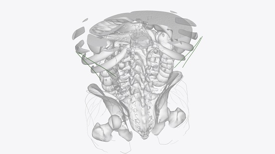 Superficial Iymphatics of thorax 3d medical
