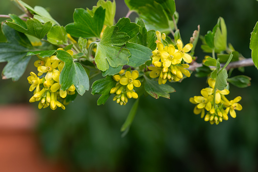 Close up of golden currant (ribes aureum) flowers in bloom