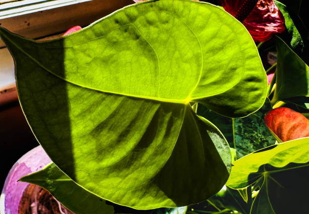 Abstract flora, indoor plant in the window light