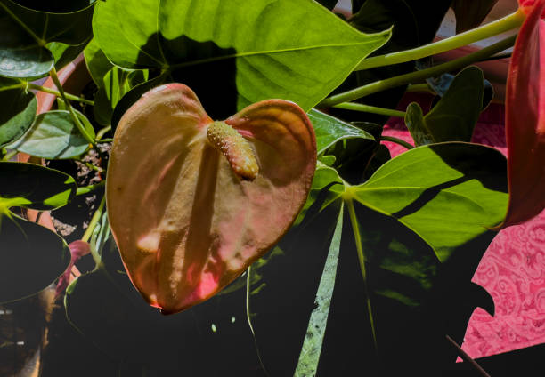 Red indoor plant in window light