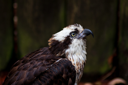 Osprey patiently awaits a victim to feed upon.