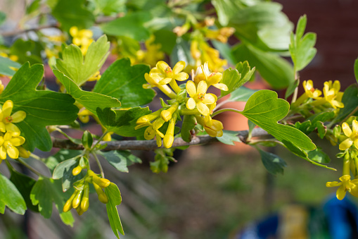 Close up of golden currant (ribes aureum) flowers in bloom